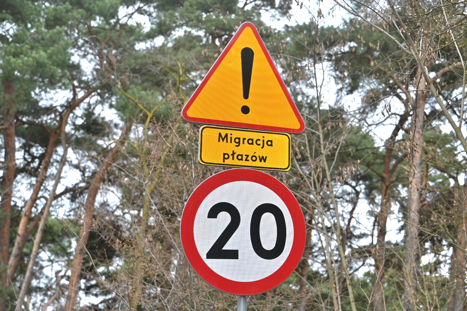 płazy - Wojtek Wardejn - Radio Poznań