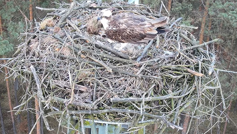 lipek lipka rybołów - Nadleśnictwo Lipka YT