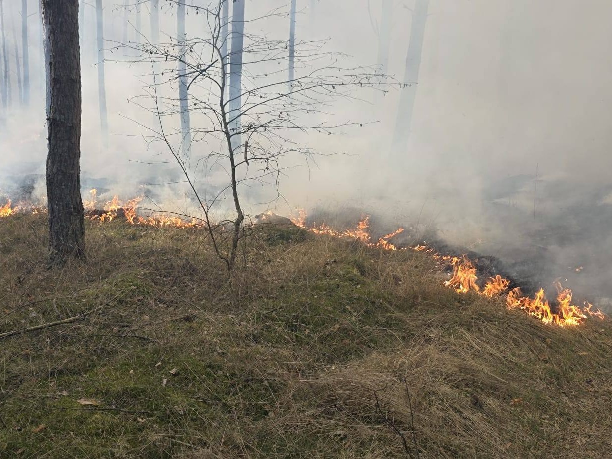 pożar lasu straż pożarna biernatowo - KP PSP Czarnków, RDPL Piła