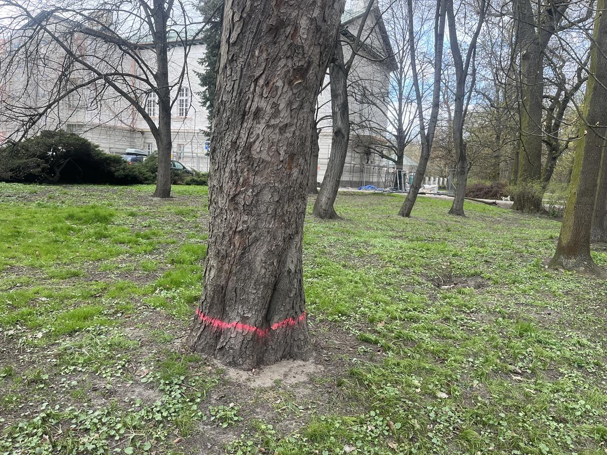 drzewa park kalisz do wycinki - Danuta Synkiewicz - Radio Poznań