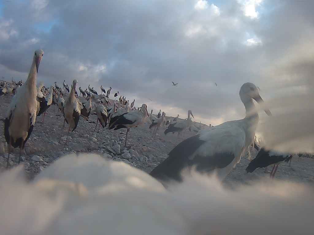 bociany afryka - Eliza Bartolik