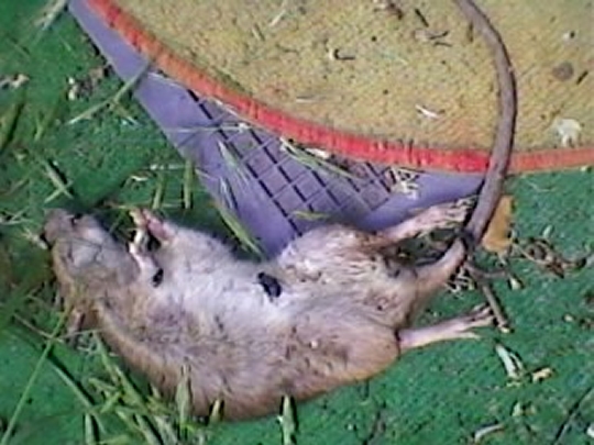 Martwy szczur - Bułgarska - Jacek Butlewski