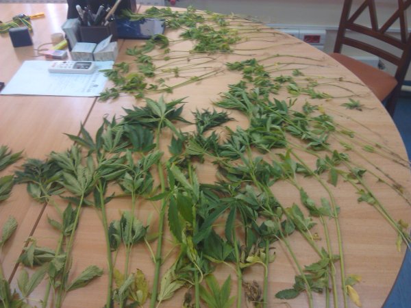 Konopie - Wieleń - Policja/Poznań