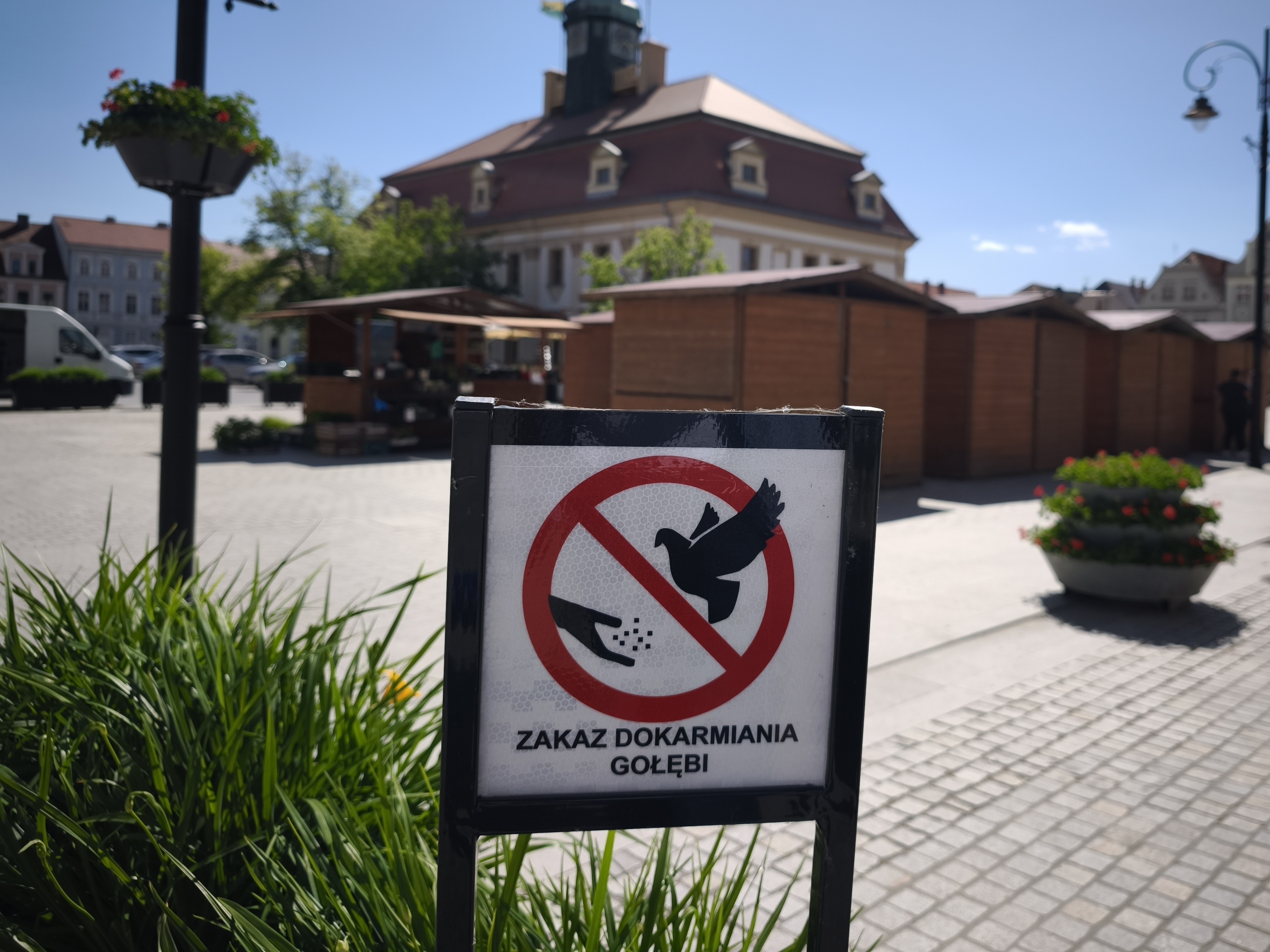 zakaz dokarmiania gołębi - Bartłomiej Klupś