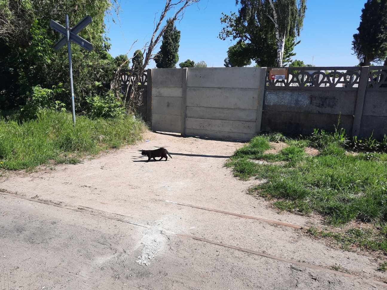 brama cmentarz Gniezno kotek - Rafał Muniak - Radio Poznań