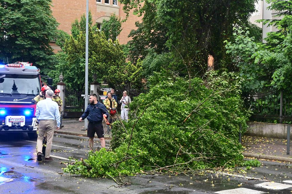 drzewo berwińskiego deszcz - Maciej Trzciński - Radio Poznań