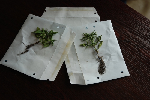 Krzewy konopne - Policja/Ostrów Wlkp.