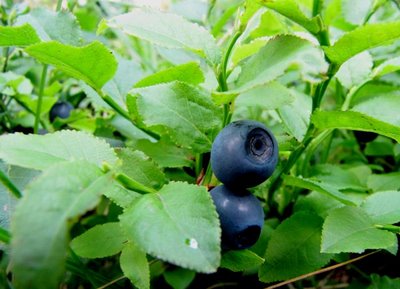 Jagody - WSSE Poznań