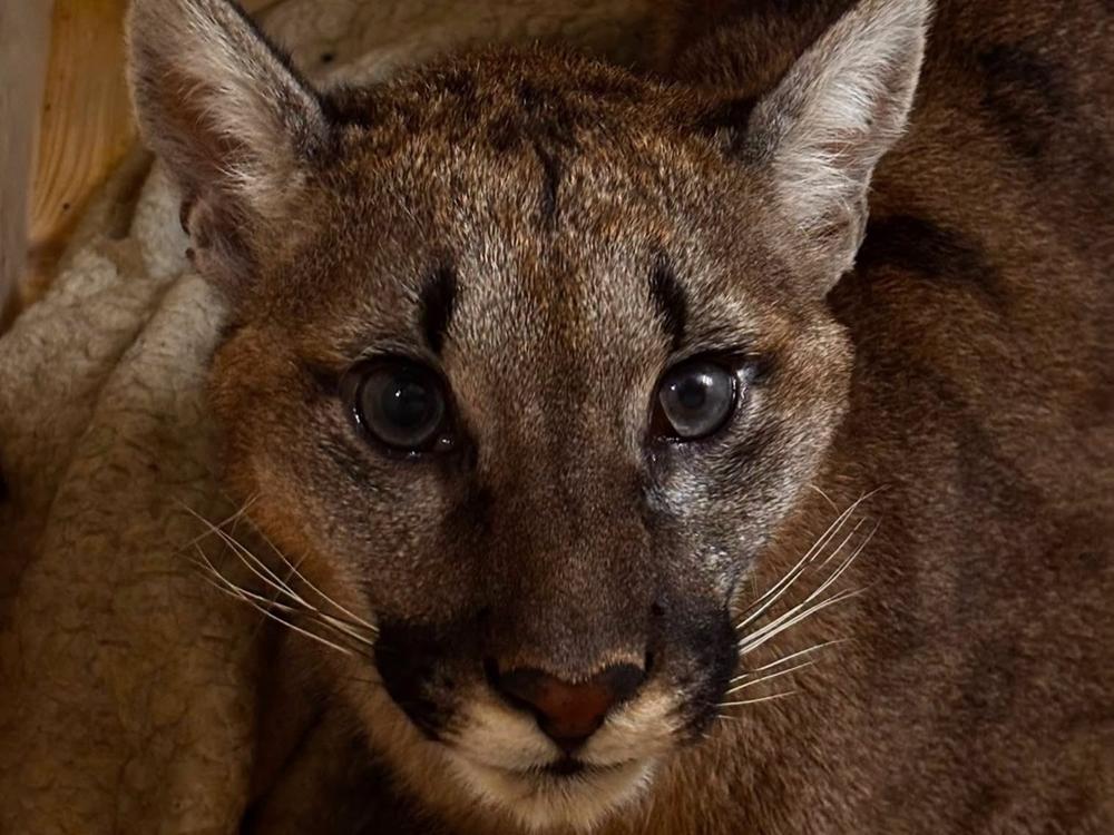 puma złapana zoo - Gmina Polanów