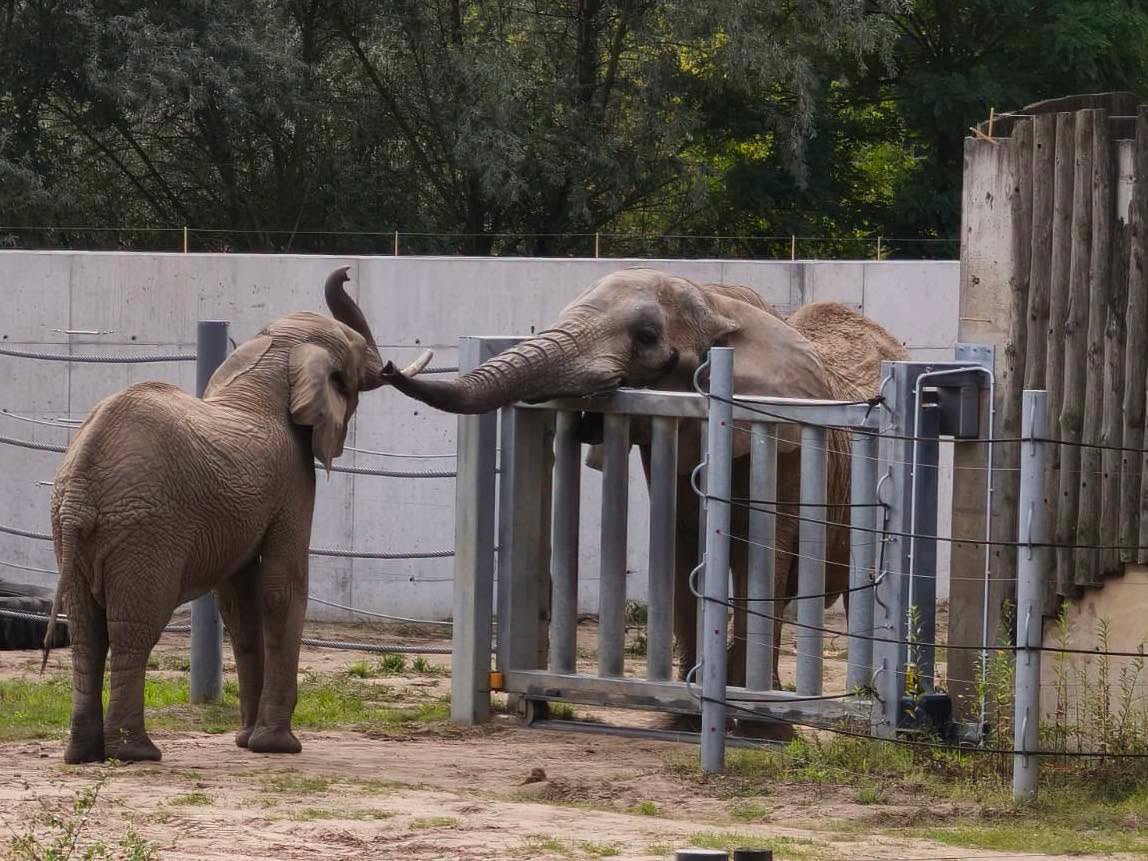 słonice w zoo - Facebook Zoo Poznań Official Site