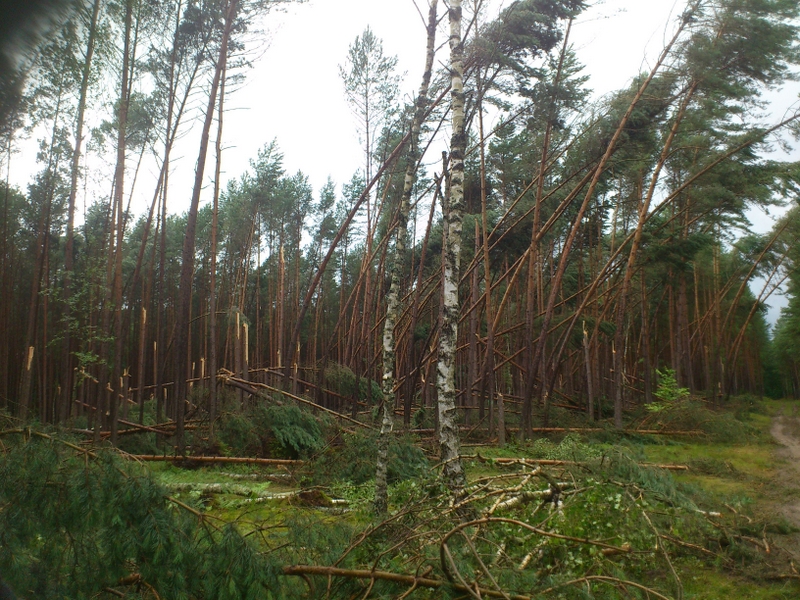 Wiatrołom - Trzcianka - Sławomir Kmiecik. - RDLP w Pile