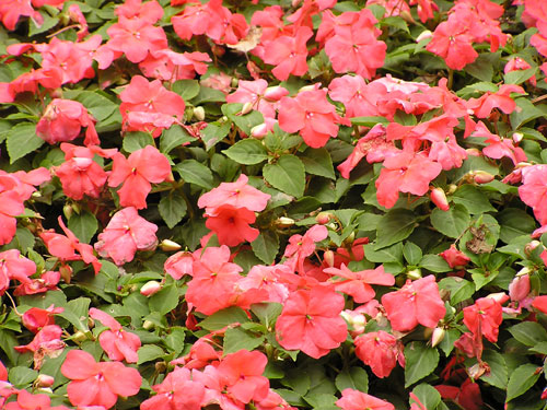 Kwiaty 20100531 - SXC.hu