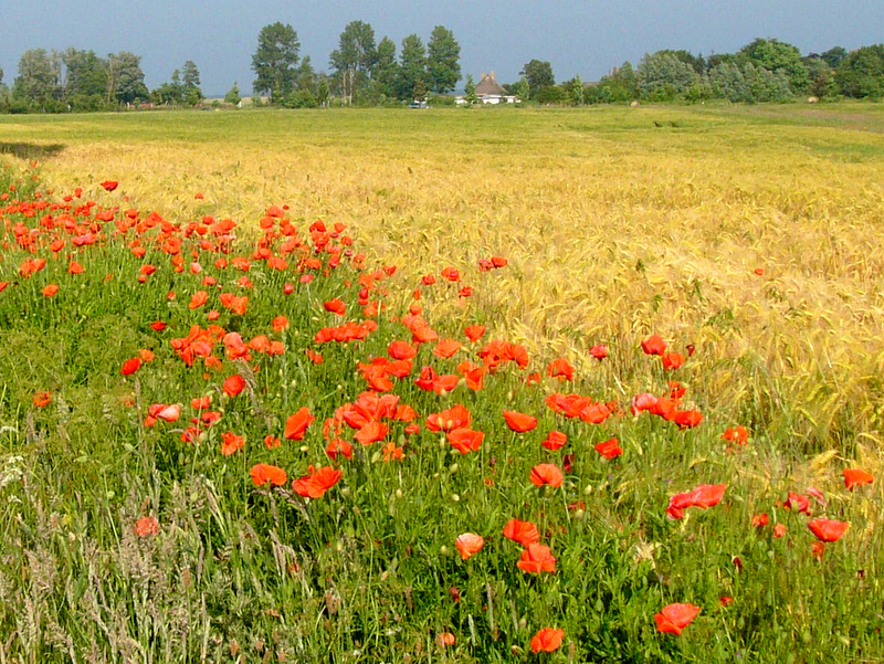 Maki polne - Nikater - CC Wikpedia