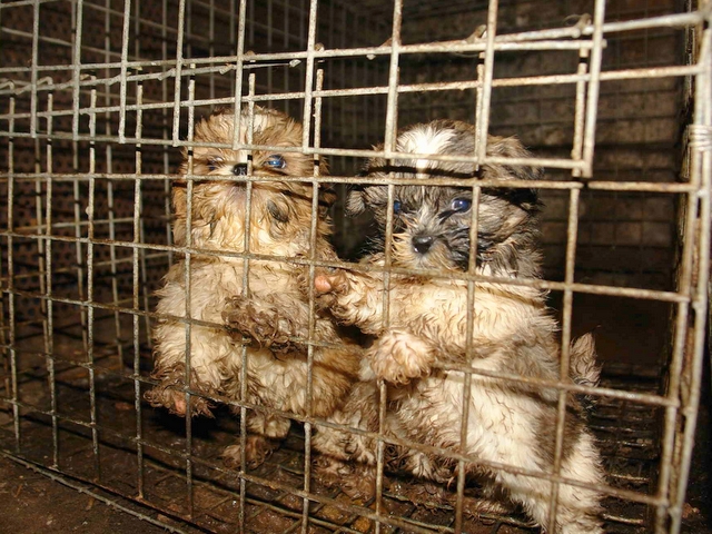 Pseudohodowla psów pod Piłą - Pogotowie dla zwierząt