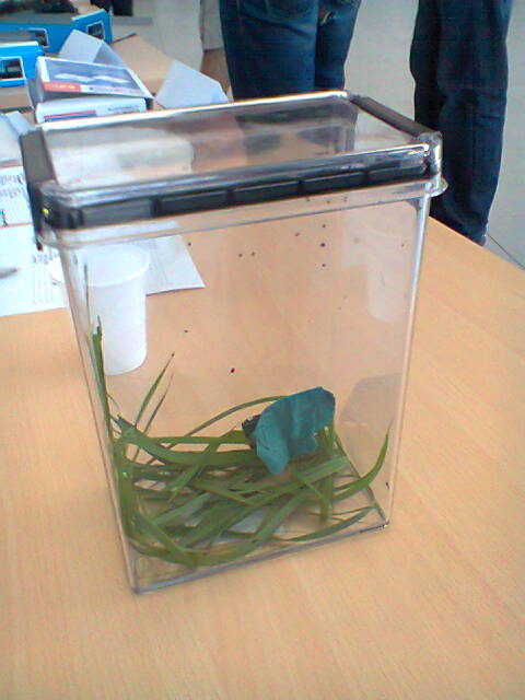 Zagrożenie boreliozą - kleszcze - Jacek Butlewski