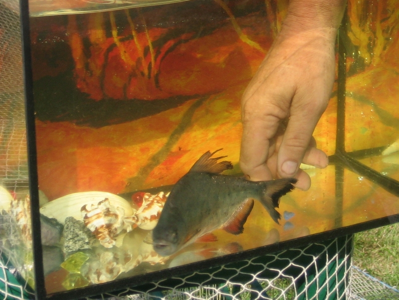 Pirania w akwarium  - Rafał Muniak