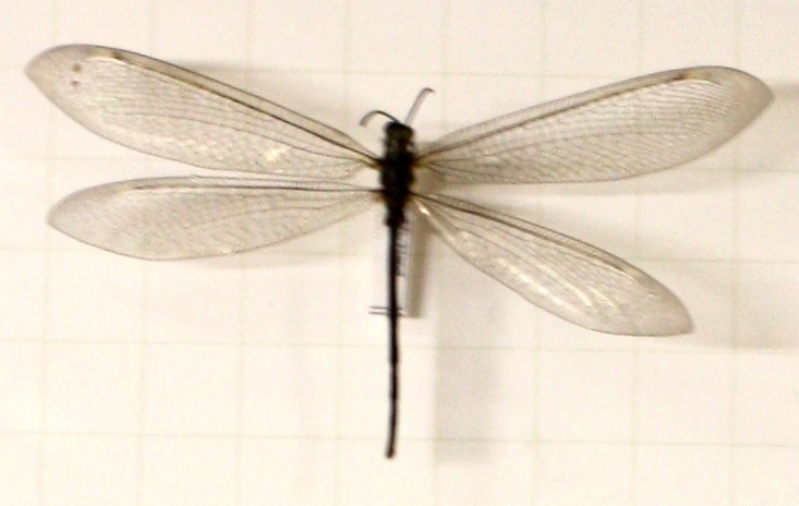 Mrówkolew - Wikimedia Commons 