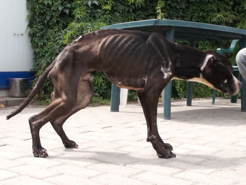 Kornel - zagłodzony pies - Iwona Krzyżak