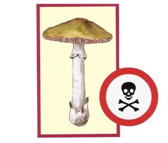 Muchomor sromotnikowy - Sanepid