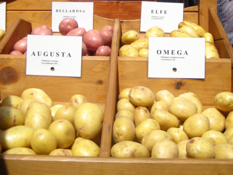 rozne_gatunki_ziemniakow