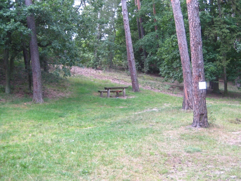 Pobiedziska - las - Anna Skoczek