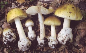 Muchomory sromotnikowe - Sanepid