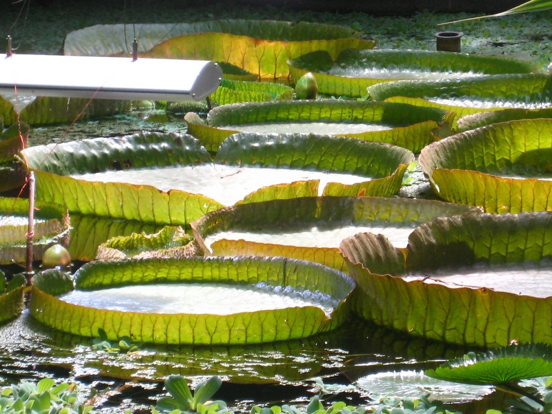 Małgorzata Piechota