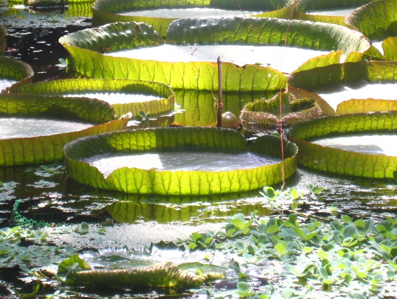 Palmiarnia - lilie, kokosy - Małgorzata Piechota