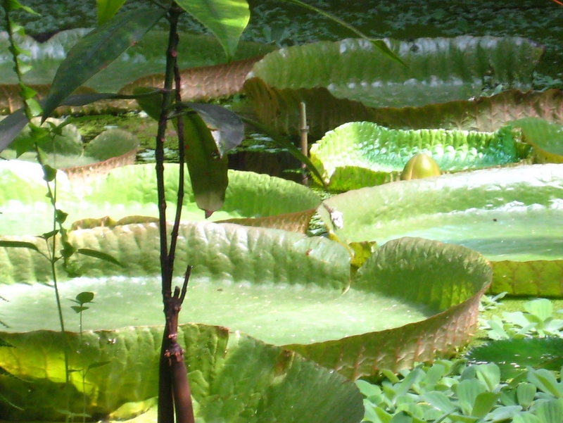 Palmiarnia - lilie, kokosy - Małgorzata Piechota