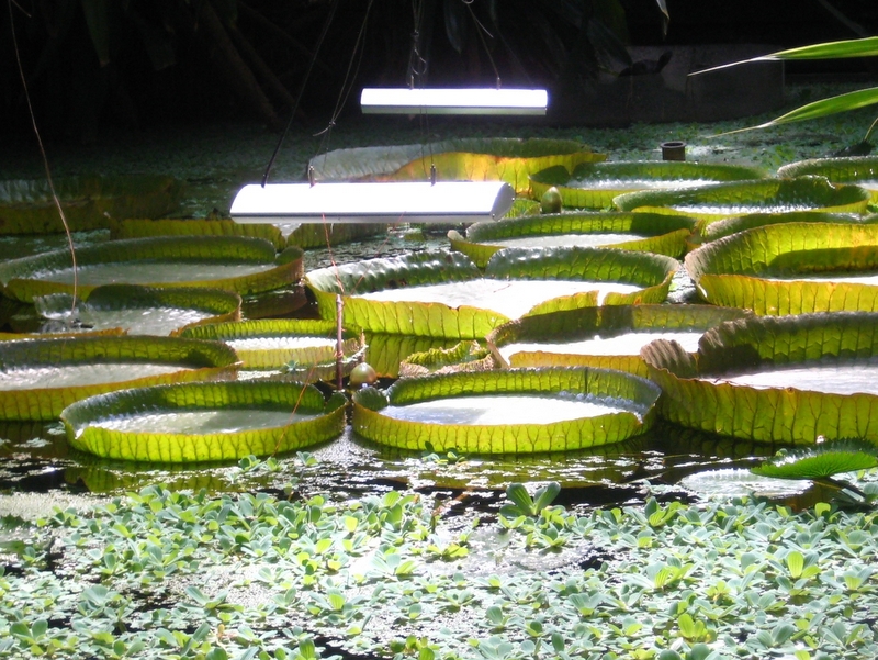 Małgorzata Piechota