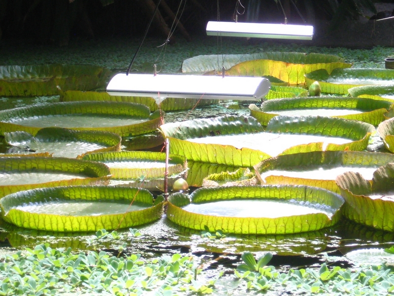 Małgorzata Piechota