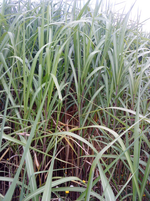 bambus pod koninem (1) - Iwona Krzyżak