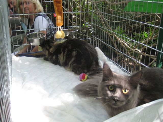 Wojciech Chmielewski