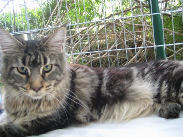 Wojciech Chmielewski