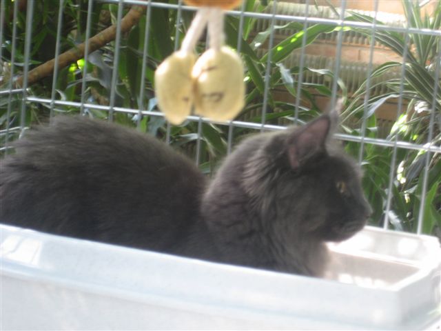 Wojciech Chmielewski