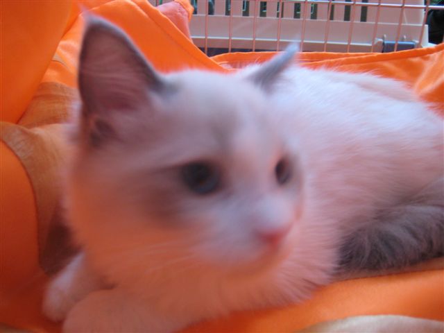 Wojciech Chmielewski