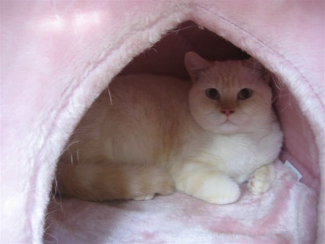 Wojciech Chmielewski