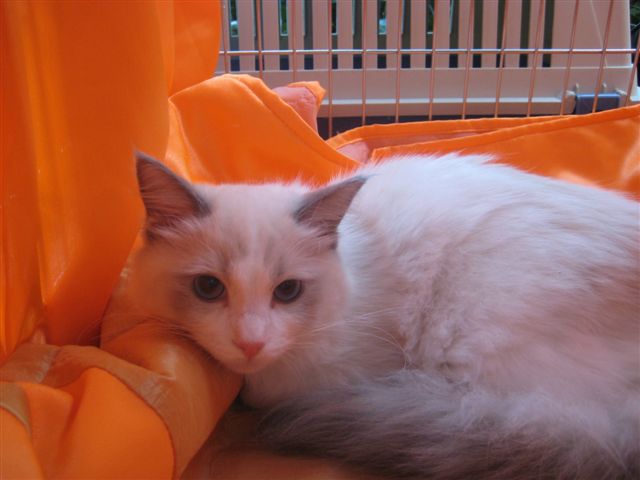 koty wystawa - Wojciech Chmielewski