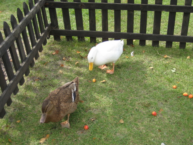 Małgorzata Piechota