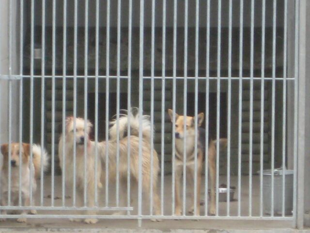 schronisko dla psów piła - Wiesława Pinkowska