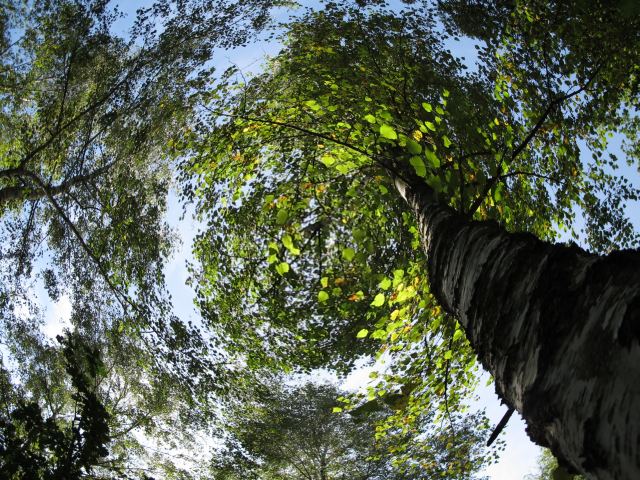 drzewo brzoza - TomFoto