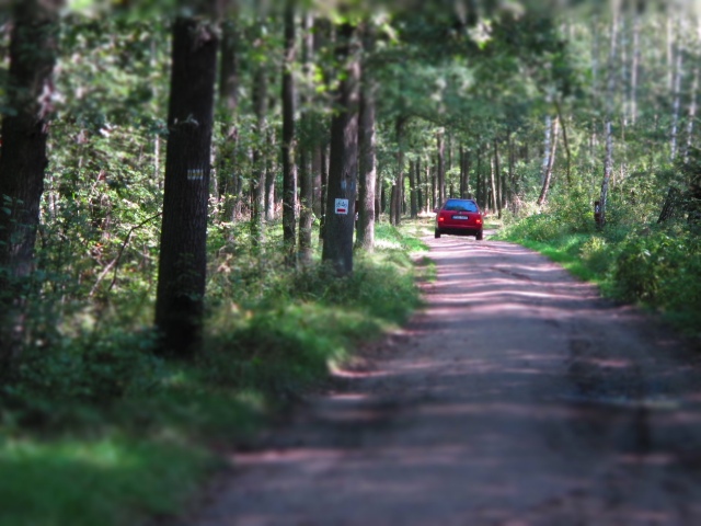 auto w lesie - TomFoto