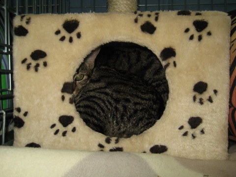 Koty w palmiarni - adopcja - Jacek Butlewski