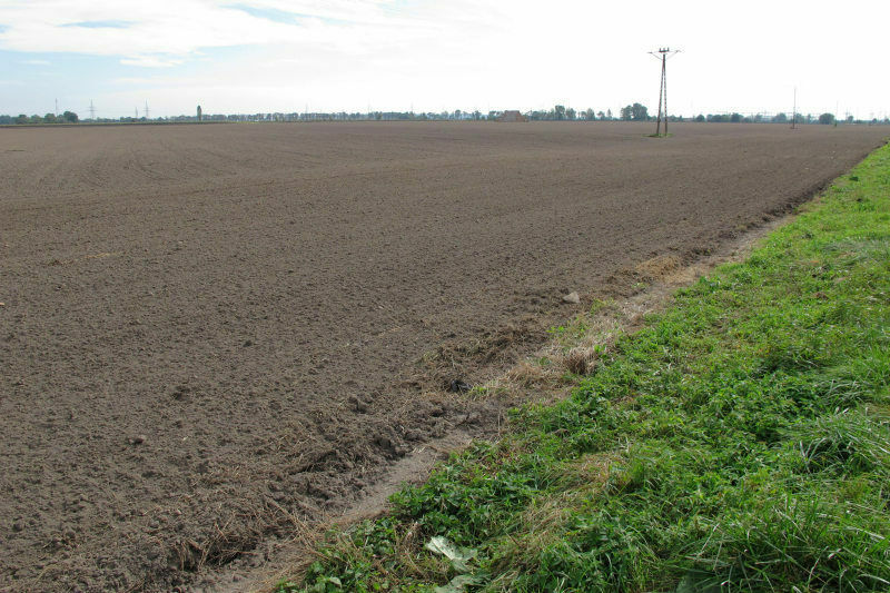 pole ziemia orna - TomFoto
