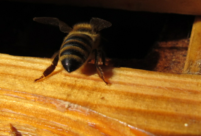 pszczoła 1 - TomFoto