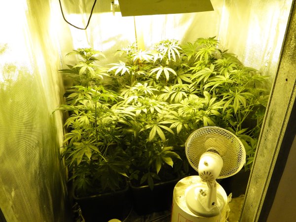 Marihuana - hodowla we wrześni - Komenda Wojewódzka Policji w Poznaniu