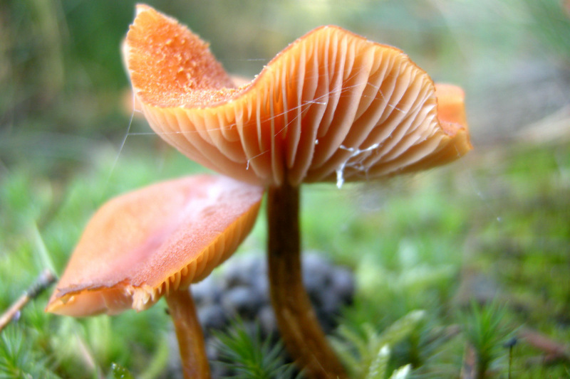 grzyby blaszkowe - Barbara Jędraszczak