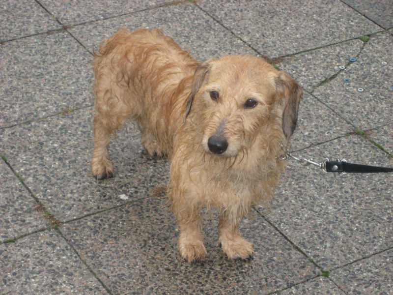 psia parada Piła 2012 2 - Wiesława Pinkowska