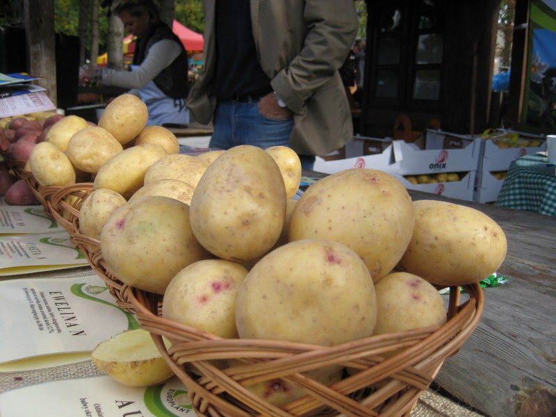 pyry w Szreniawie (6) - Jacek Butlewski