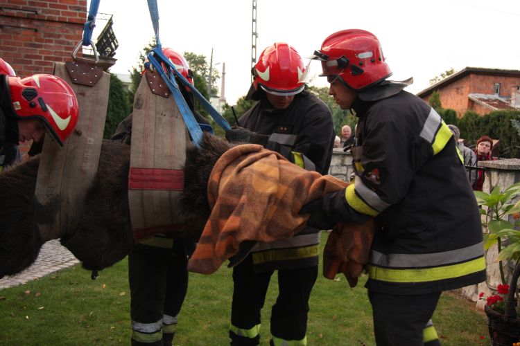 Łoś - duże zwierzę - Beata Pieczyńska
